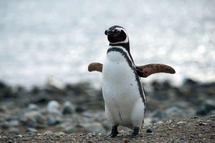 cuanto tiempo vive un pinguino