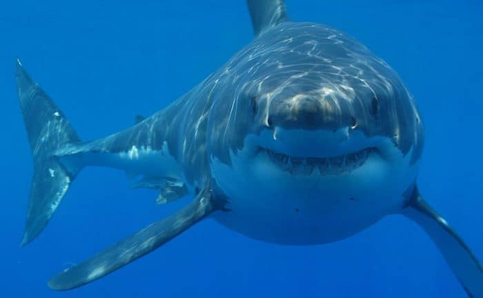 ¿Cuánto vive un tiburón?