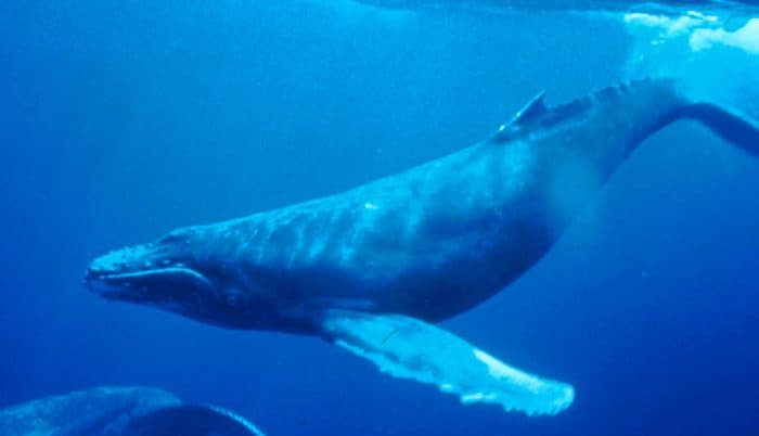 cuanto tiempo vive una ballena azul
