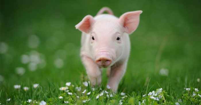 ¿Cuánto vive un cerdo?