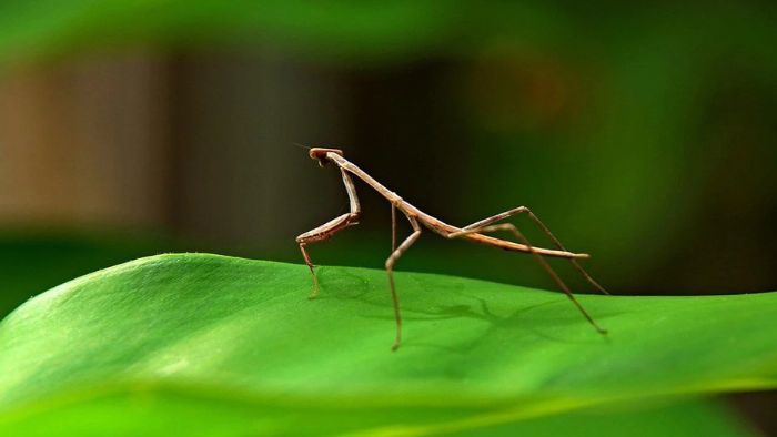 ¿Cuánto tiempo vive el Bicho Palo?