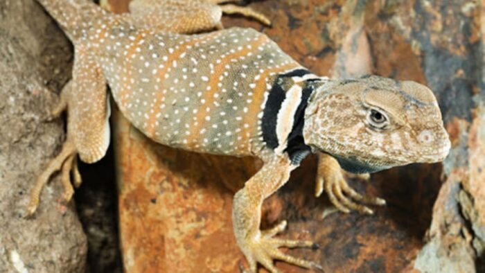 ¿Cuánto tiempo vive el Lagarto de Collar?