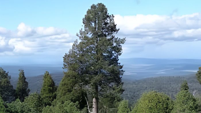 ¿Cuánto tiempo vive el alerce?