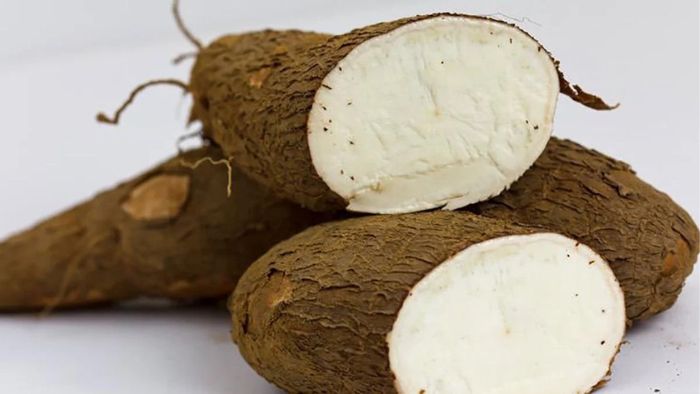 ¿Cuánto tiempo vive la yuca?