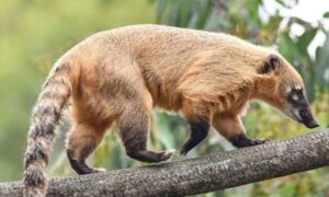 ¿Cuánto tiempo vive un coatí?