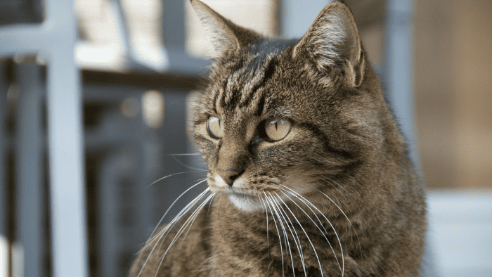 ¿Cuánto tiempo vive un gato?