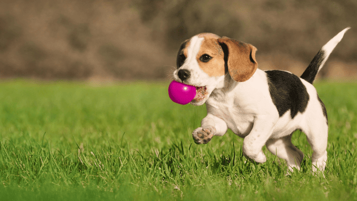 ¿Cuánto tiempo vive un perro?