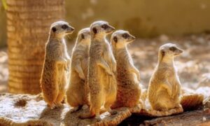 ¿Cuánto tiempo vive un suricato?