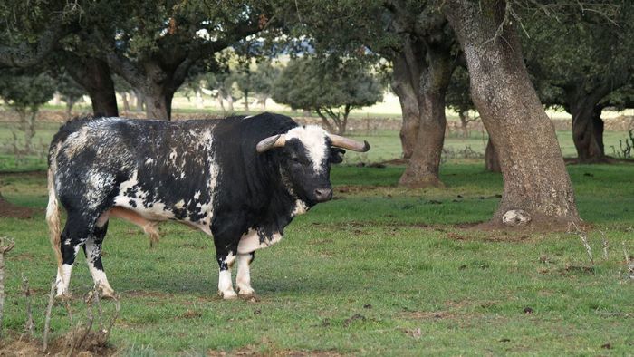 ¿Cuánto tiempo vive un toro de lidia?