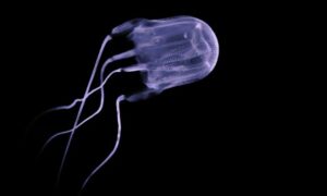 ¿Cuánto tiempo vive una medusa caja?