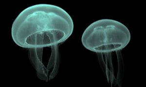 ¿Cuánto tiempo vive una medusa común?