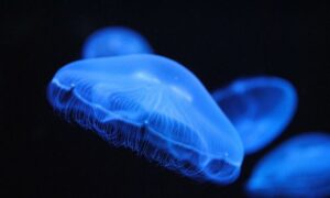 ¿Cuánto tiempo vive una medusa luna?