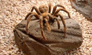 ¿Cuánto tiempo vive una tarántula Goliat?