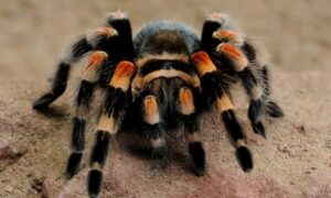 ¿Cuánto tiempo vive una tarántula de rodillas rojas?