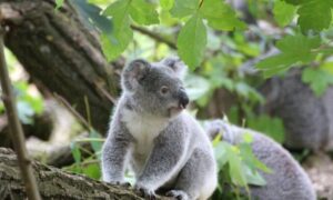 Cuánto tiempo vive el Koala