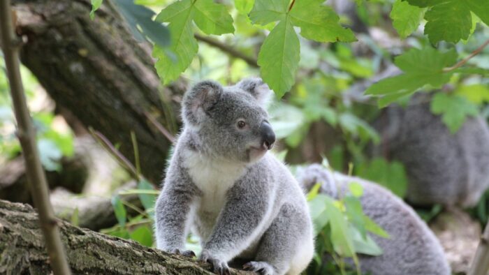 Cuánto tiempo vive el Koala