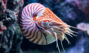 ¿Cuánto tiempo vive el Nautilus?