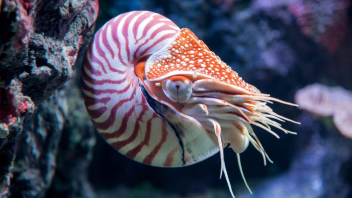 ¿Cuánto tiempo vive el Nautilus?