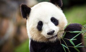 ¿Cuánto tiempo vive el Panda Gigante?
