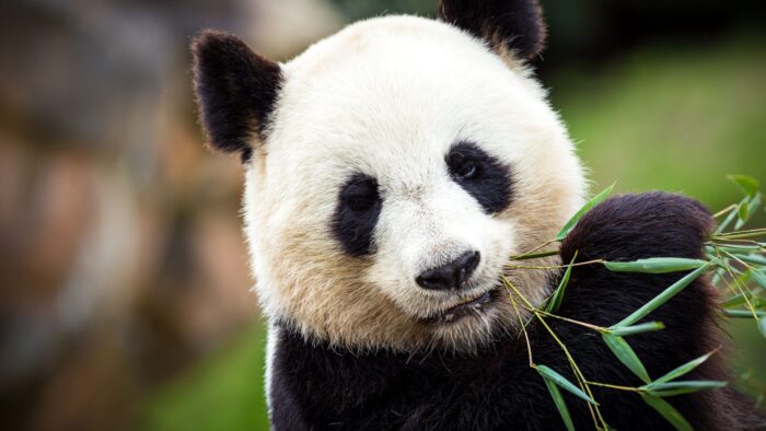 ¿Cuánto tiempo vive el Panda Gigante?