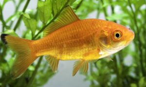 ¿Cuánto tiempo vive el Pez Dorado?
