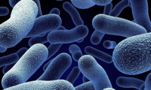 ¿Cuánto tiempo vive una bacteria?