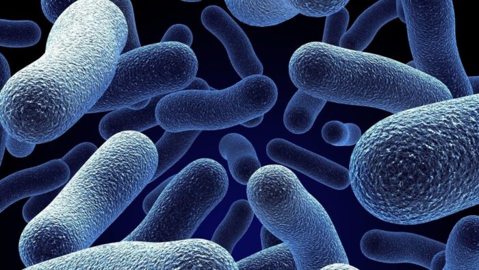 ¿Cuánto tiempo vive una bacteria?